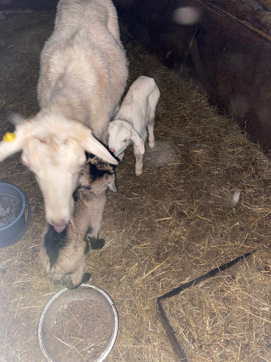 Один серый, другой белый. 