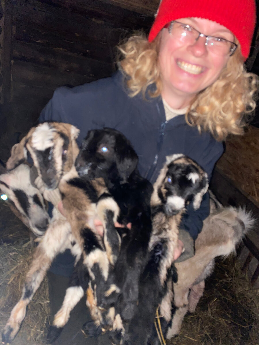 Альпо-нубийские козлики от одной мамы 