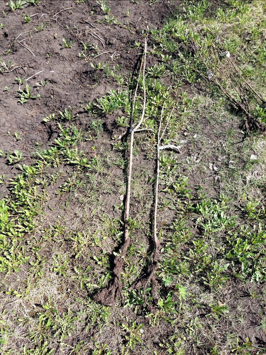 Саженцы черешни