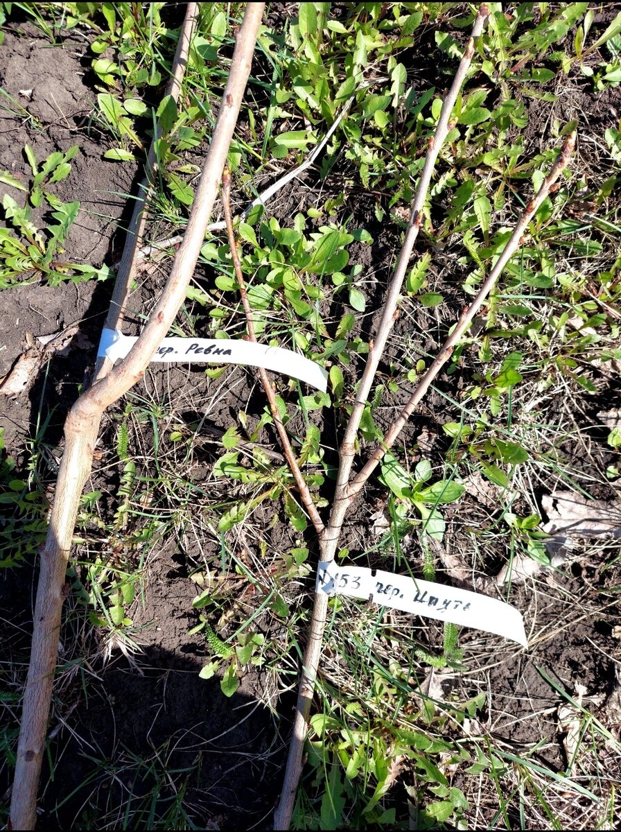 Ревна чуть больше Ипути