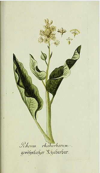 Ботаническая иллюстрация из книги Plantarum indigenarum et exoticarum icones ad vivum coloratae, 1779