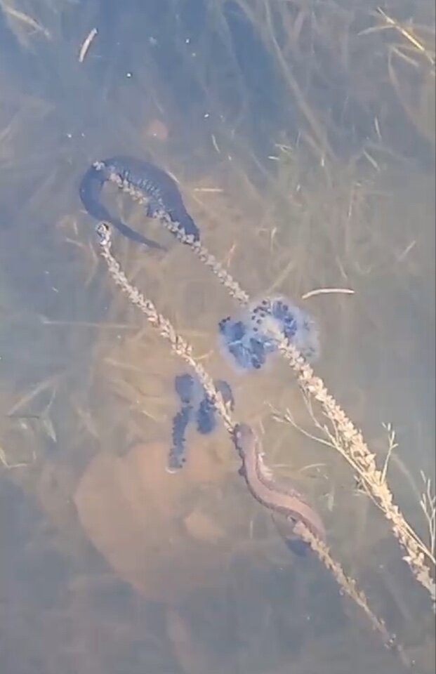    Фото: скриншот видео телеграм-канала амурской дирекции по охране и использованию животного мира и ООПТ