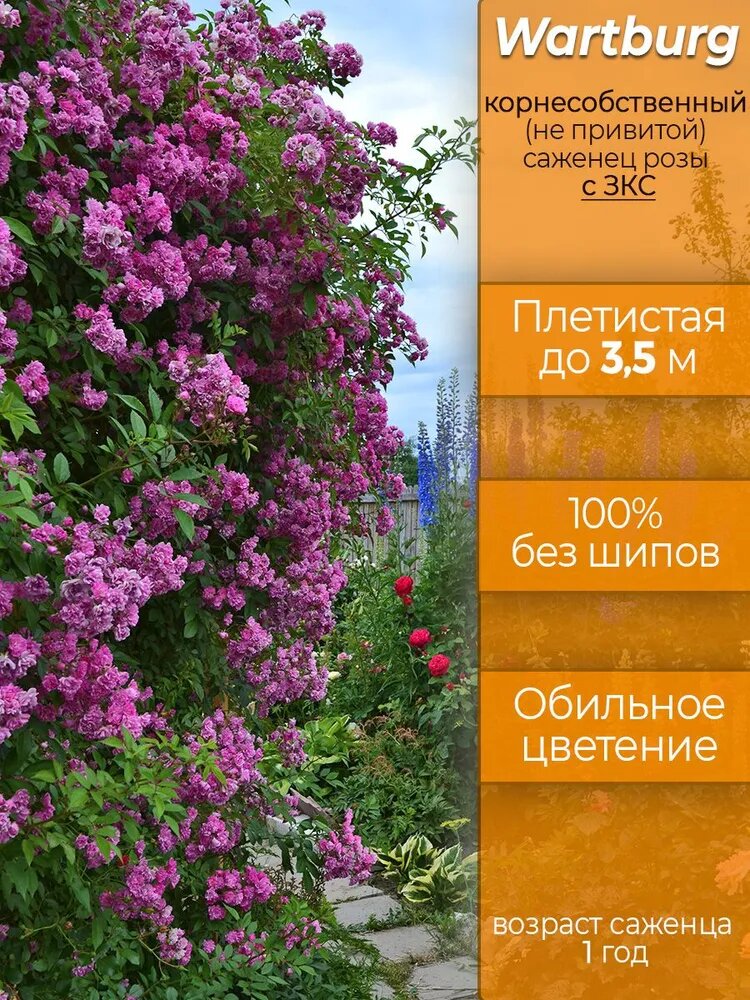 Взято с открытого источника Озон.