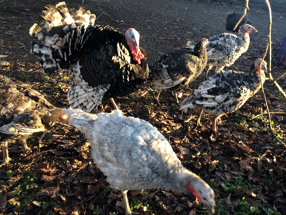 На фото порода Северокавказская микс : черные - окрас Бронза (индюк и впереди него индюшка), на переднем плане - окрас Серебро, а на заднем плане первые два - смесь Серебра и Бронзы (они по размеру более мелкие)