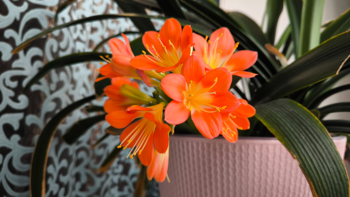 Цветение Кливии. 24.04.24