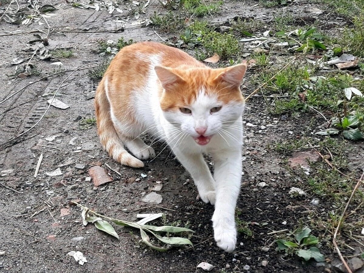 Януш отличался от своих уличных сородичей общительностью и желанием быть поближе к людям