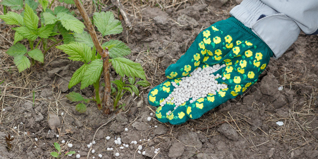 Подкормка для малины весной после схода снега. Питательные варианты с видимым результатом