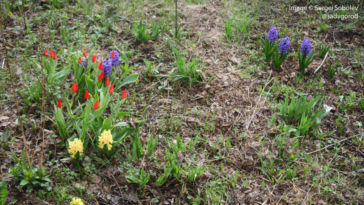 Скромные цветочные пятна в школьном цветнике. 3 фото.