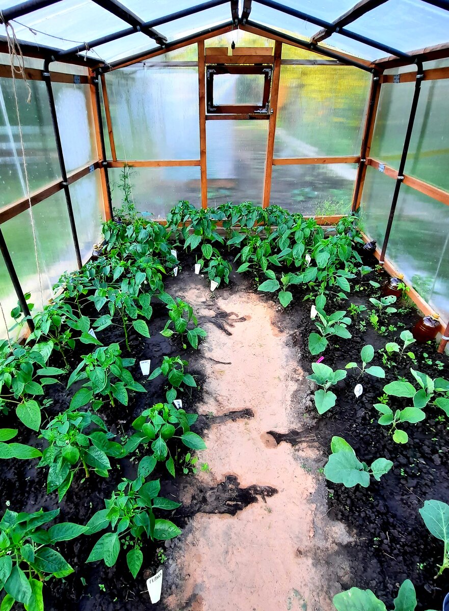 Фото автора. Дачный сезон - 2023.