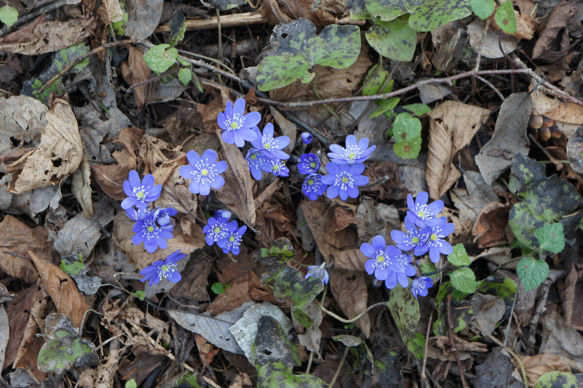 Печёночница благородная (Hepatica nobilis) →