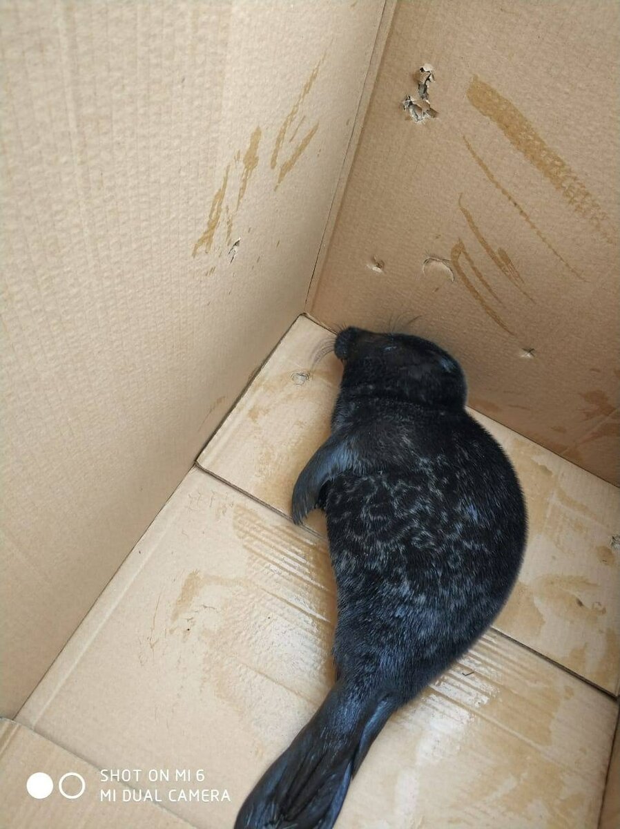 Фото: Фонд друзей балтийской нерпы