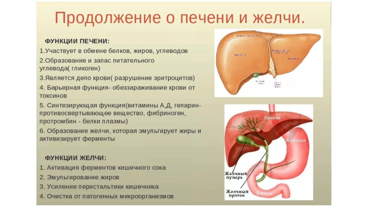 Печень и головная боль