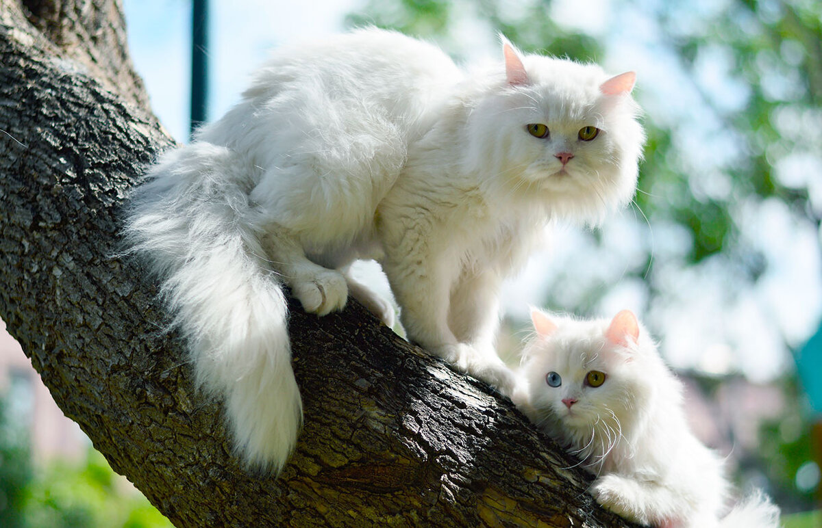 Кошки