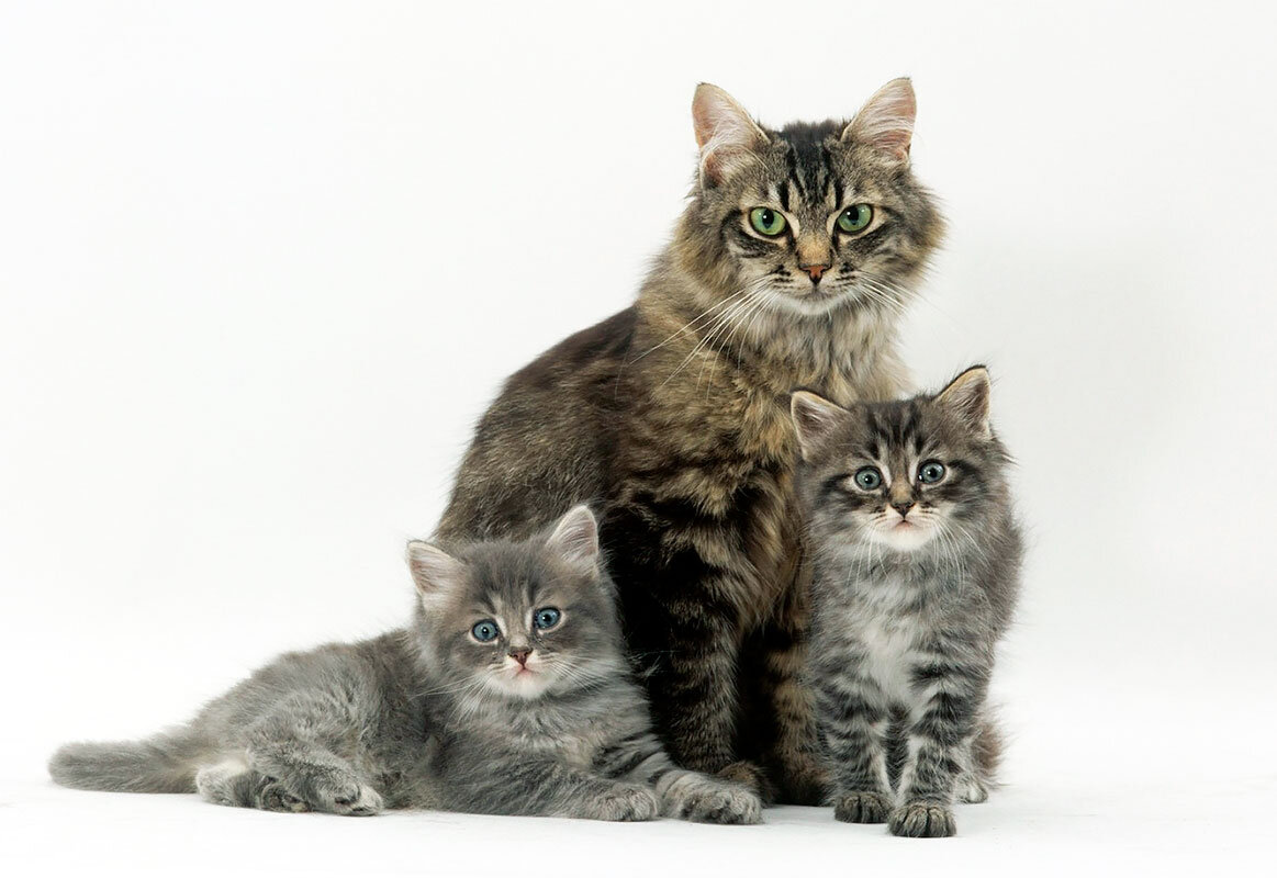 Кошка с котятами
