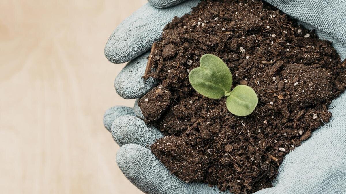    В руках держат горсть земли с растением:Freepik