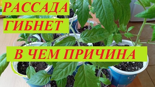 Рассада гибнет- дело в грунте? Условия содержания и ухода. Разбираемся в причинах.