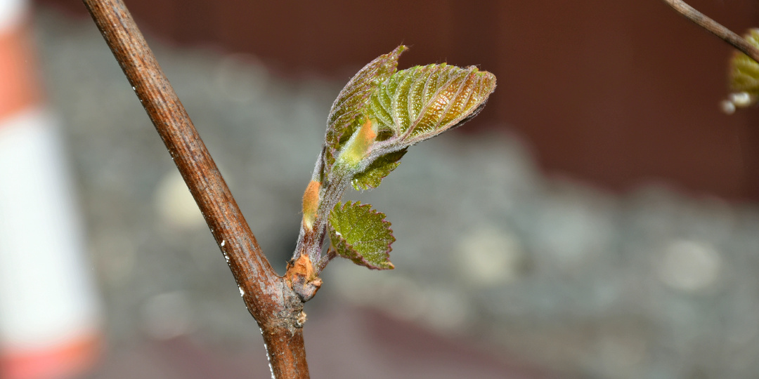 "Виноград тронулся в рост": три обязательных мероприятия которые необходимо провести с виноградом в это время