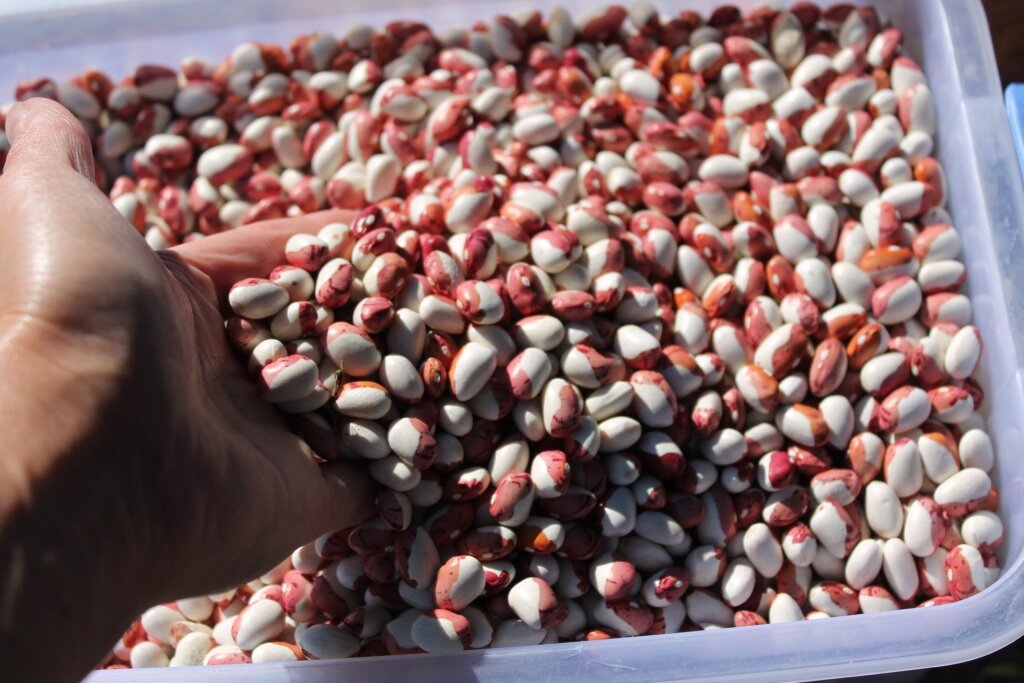  Зерновая фасоль