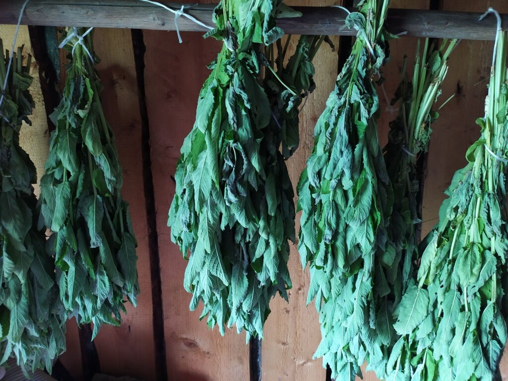    Веники из мяты