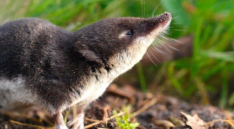 Обыкновенная кутора Фото: yandex.kz/ Максим Г.