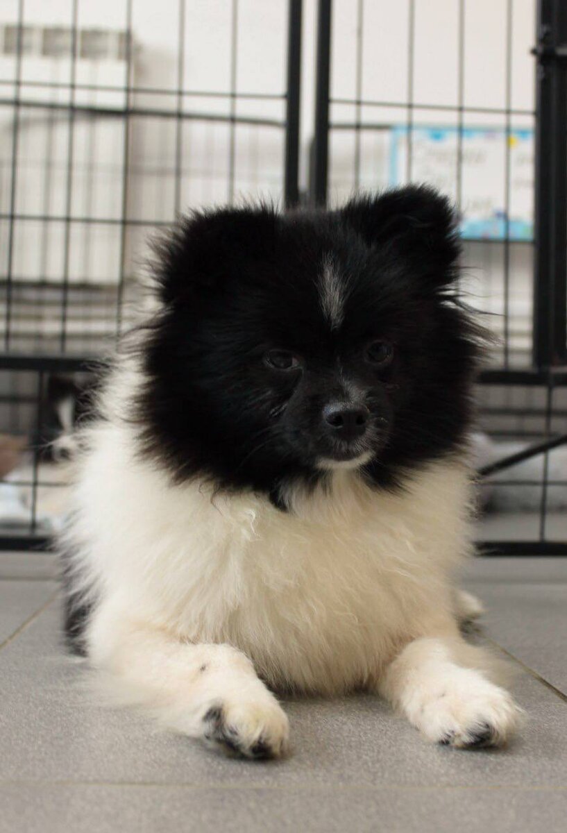 Байконур из приюта Домик Мелкашей ищет дом