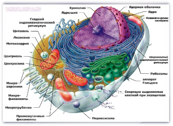    ОРГАНОИДЫ ЖИВОЙ КЛЕТКИ. ВОЗМОЖНО, СОЗДАНИЕ КЛЕТКИ ЖИВОГО ОРГАНИЗМА НЕ ОБОШЛОСЬ БЕЗ ИНФОРМАЦИИ, ПОЛУЧЕННОЙ ИЗ БОЛЕЕ РАННИХ ВСЕЛЕННЫХ. Изображение взято из открытых источников в интернете.