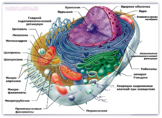    ОРГАНОИДЫ ЖИВОЙ КЛЕТКИ. Изображение взято из открытых источников в интернете.