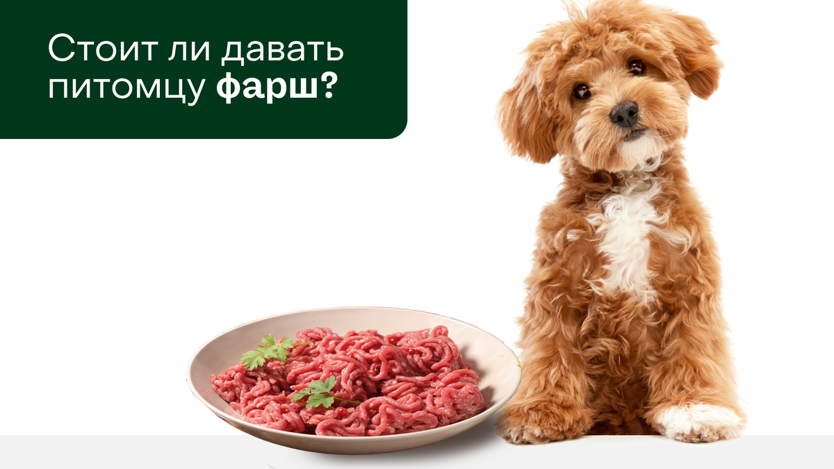 Каким мясом кормить собаку и можно ли давать собакам фарш? | Pet-Yes ...