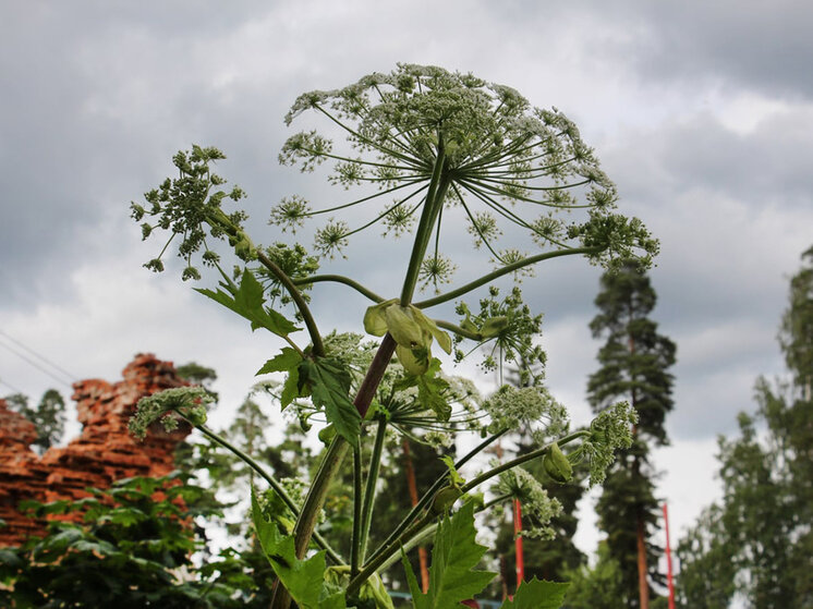    Если на участке вырастет не полезный дягиль, а опасный борщевик, собственнику земли будет грозить штраф. Фото: «МК в Великом Новгороде»