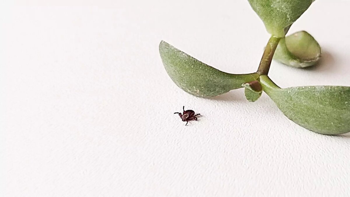     Источник: 1MI