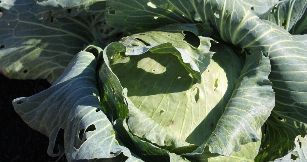 Ранняя и поздняя капуста: отличия сортов, сроки посадки и уход