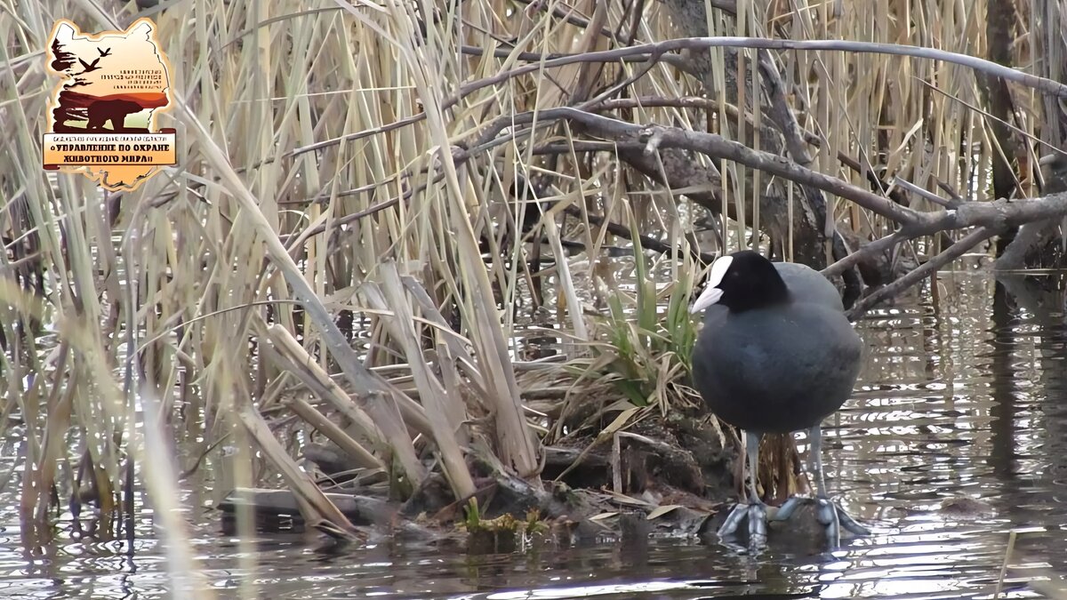     Источник: «Управление по охране животного мира»