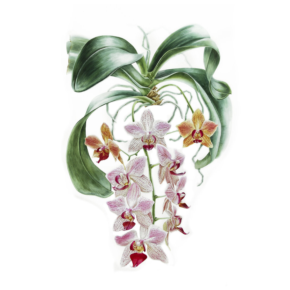 Работы художника Татьяны Ширбидовой для курса "Ботаническая акварель" написаны на акварельной бумаге satin (гладкая хлопковая бумага). Листайте галерею.