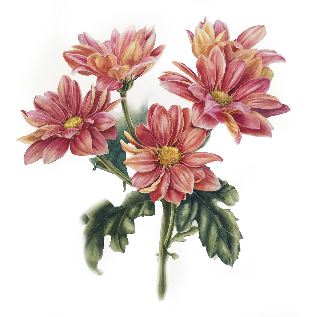 Работы художника Татьяны Ширбидовой для курса "Ботаническая акварель" написаны на акварельной бумаге satin (гладкая хлопковая бумага). Листайте галерею.