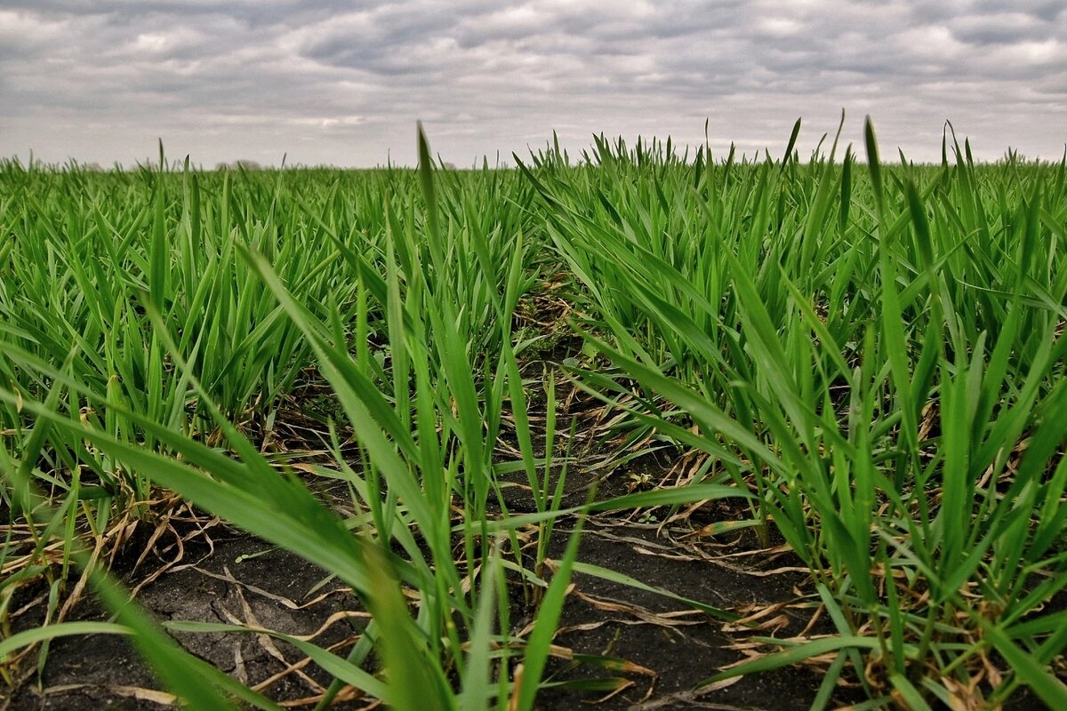 Озимые в районе Белого Колодца. Воронежская область в апреле.