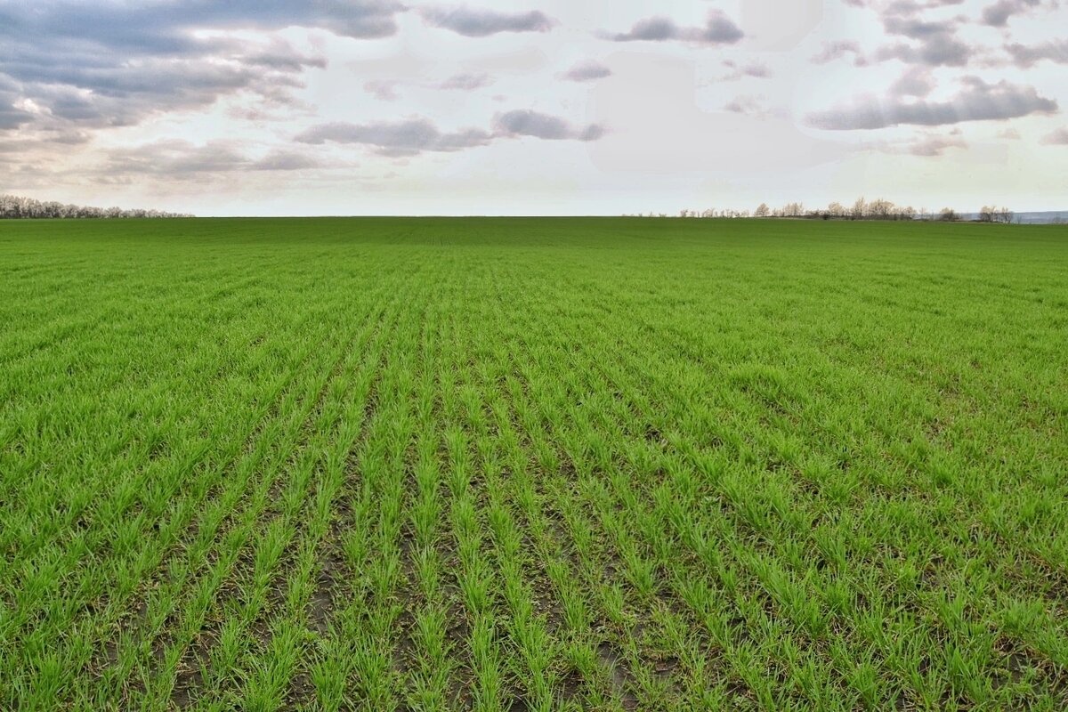 Озимые в районе Белого Колодца. Воронежская область в апреле.