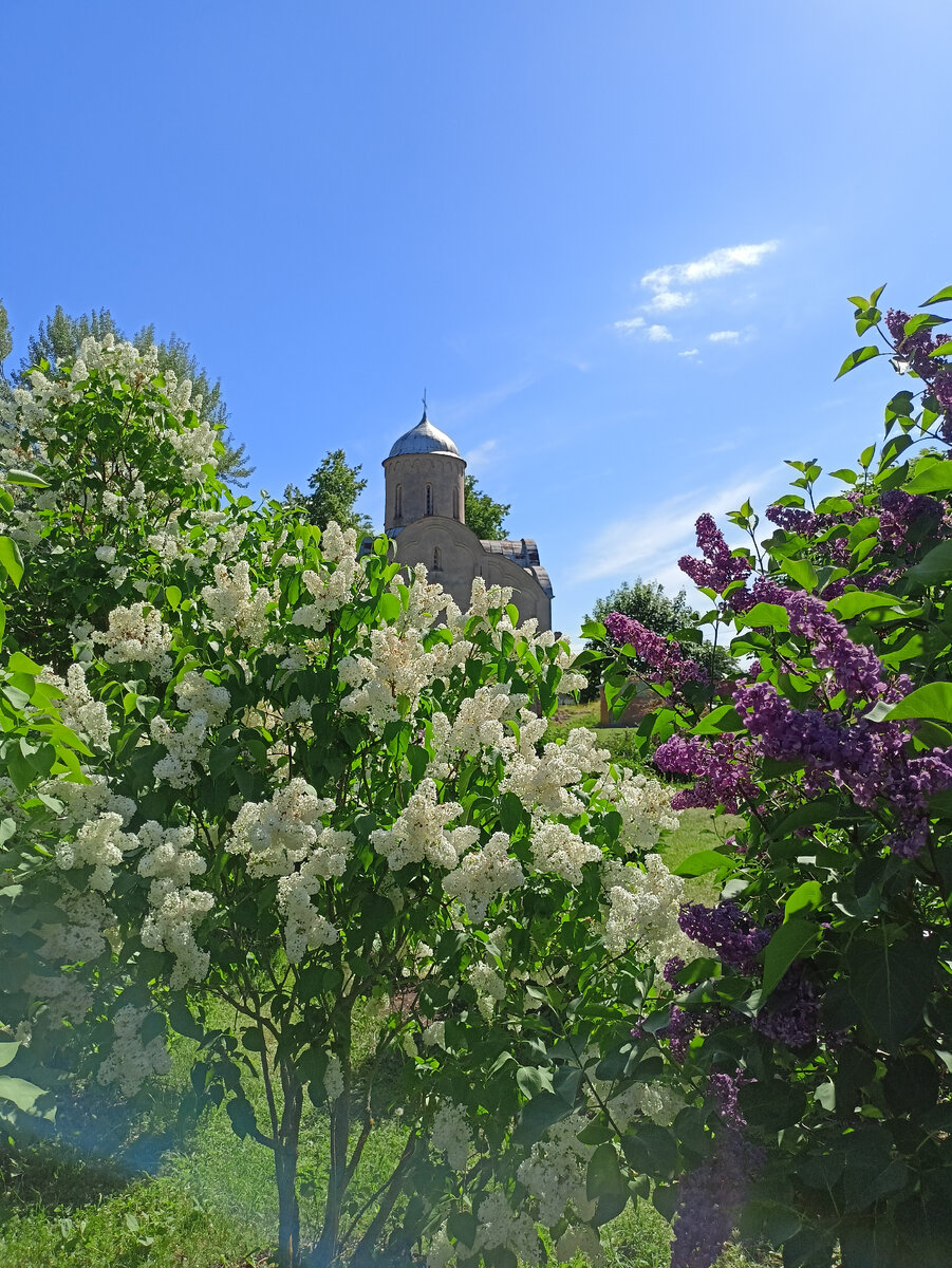 начало Торговой(сиреневый сад)