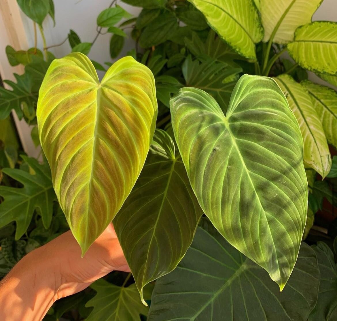 На фото (принадлежат @_codiemed_) филодендрон сорта Сплендид