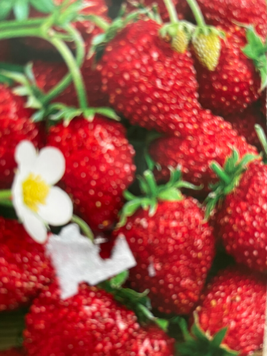 Сорт Грандиан F1 Интенсивный аромат и десертный вкус.