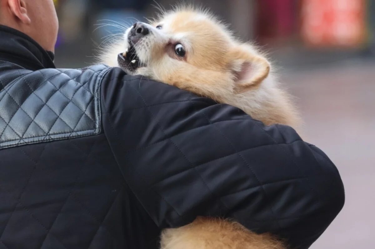    Чип размером с рисовое зерно безболезненно вживляется под кожу животного