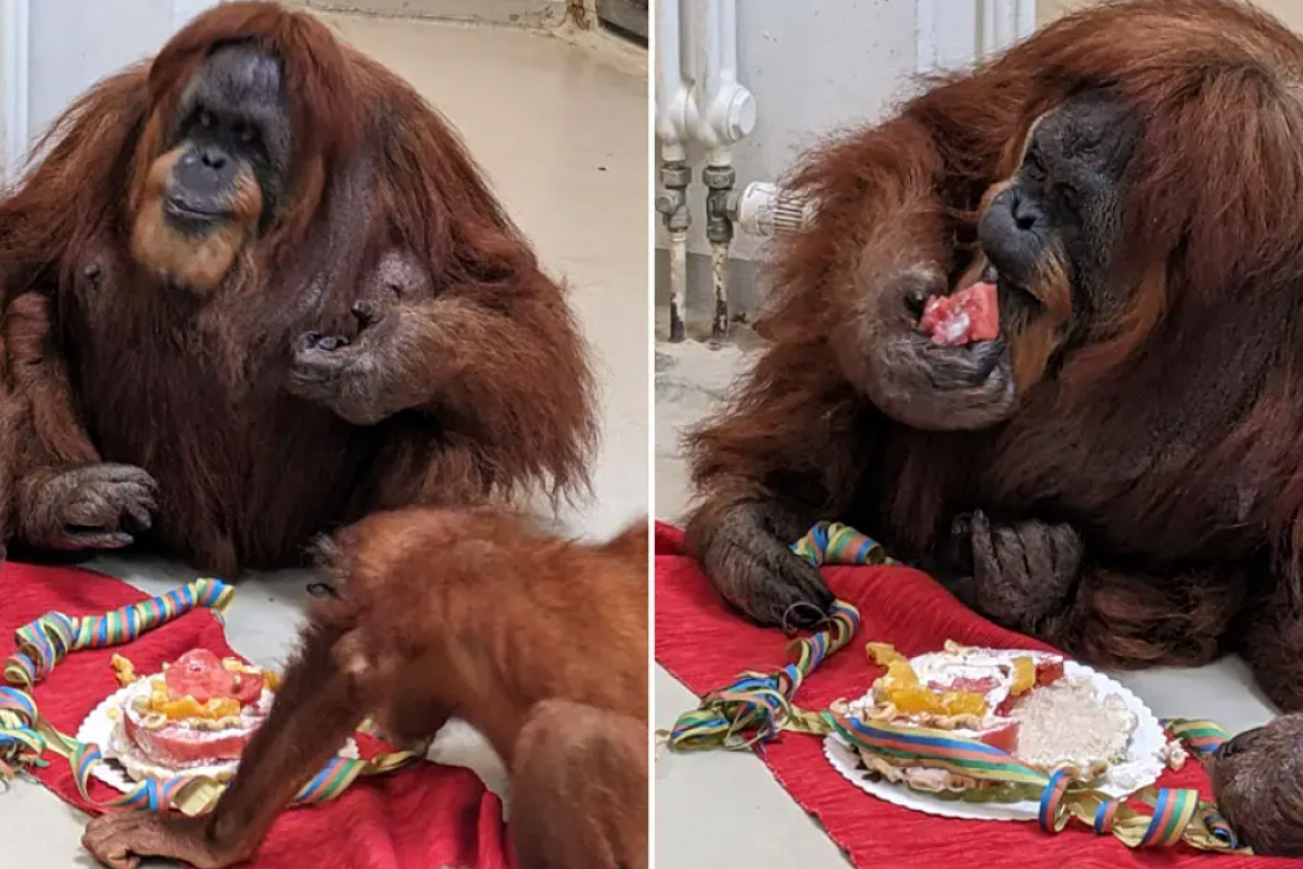 Источник фото: Книга рекордов Гиннесса / https://daily.afisha.ru/news/86606-stareyshiy-orangutan-v-mire-otprazdnoval-63-y-den-rozhdeniya-v-podarok-emu-prigotovili-fruktovyy-tort/