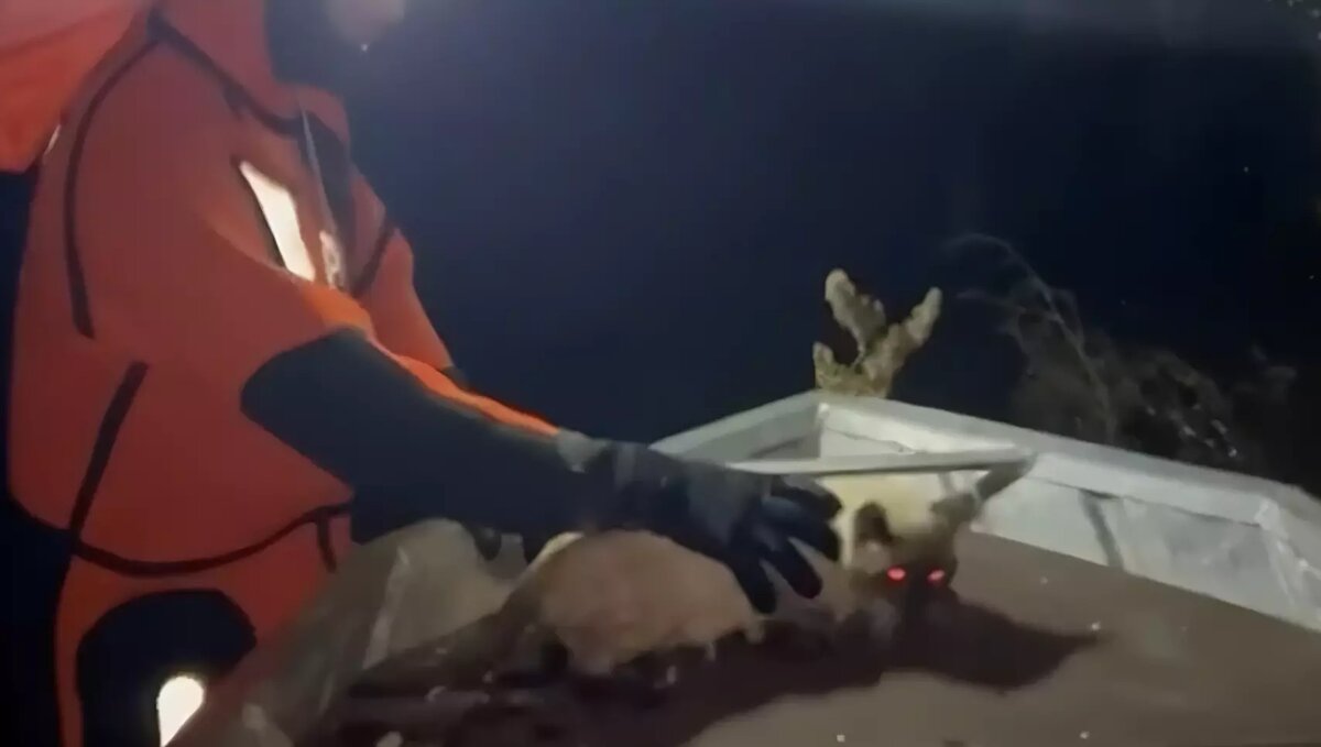     Источник: Скриншот видео главы и правительства Удмуртии