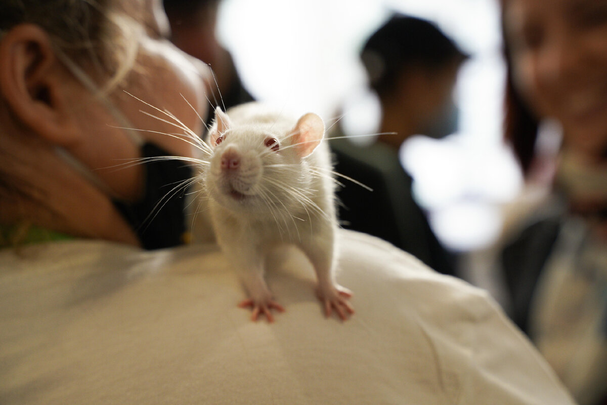 Крысы тоже достойны хорошей жизни с заботливым хозяином. Эта фотография сделана на нашем фестивале "Кошки-Мышки" в 2022 году.