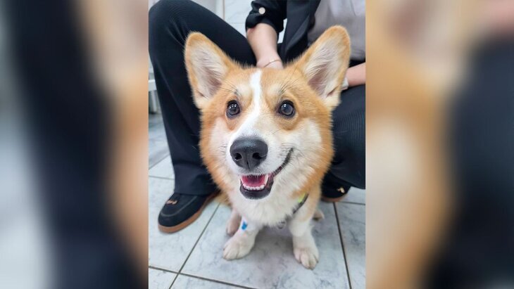 Фото: комитет ветеринарии Москвы 