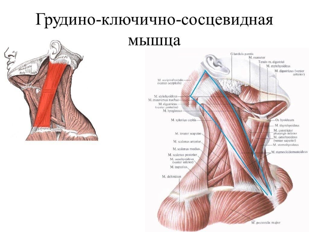 Переднюю стенку слепого мешка грудино ключично сосцевидной мышцы составляет