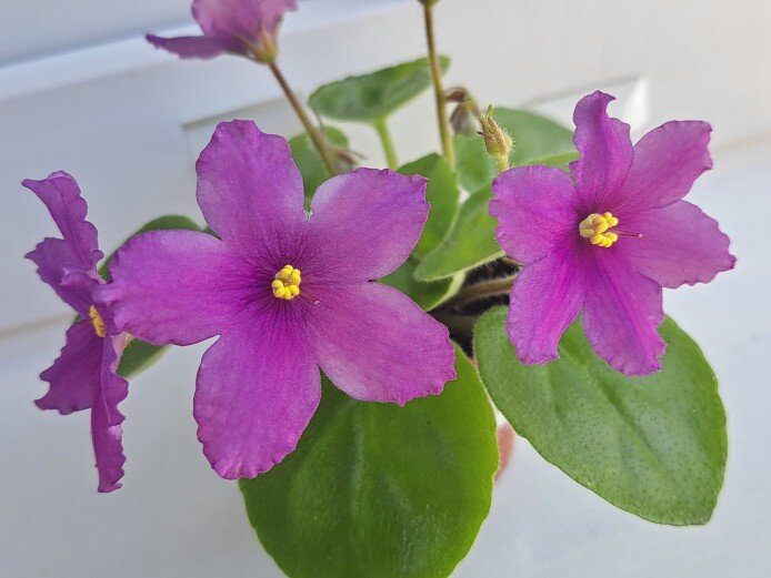 Первое цветение Цикад. Солнышко, дневной свет.