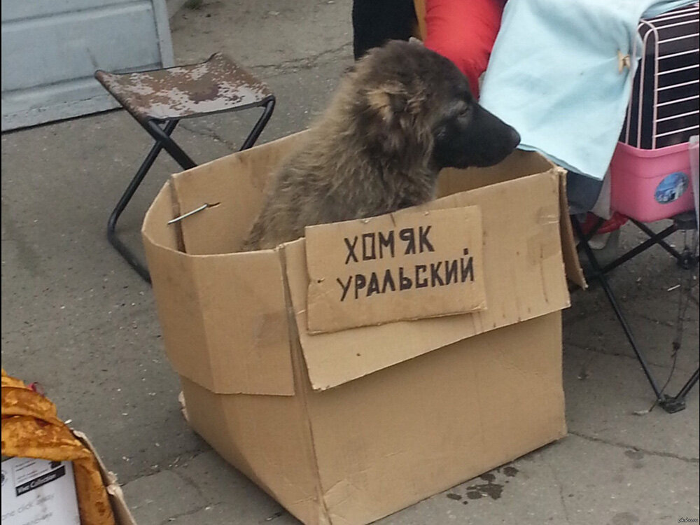 Фото из поиска Яндекса