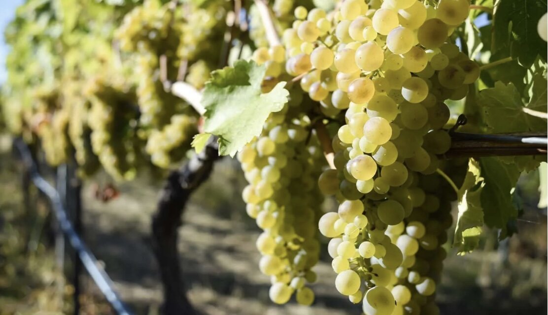 Сорт винограда Вионье