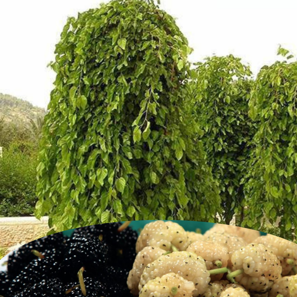 Красавица шелковица. 