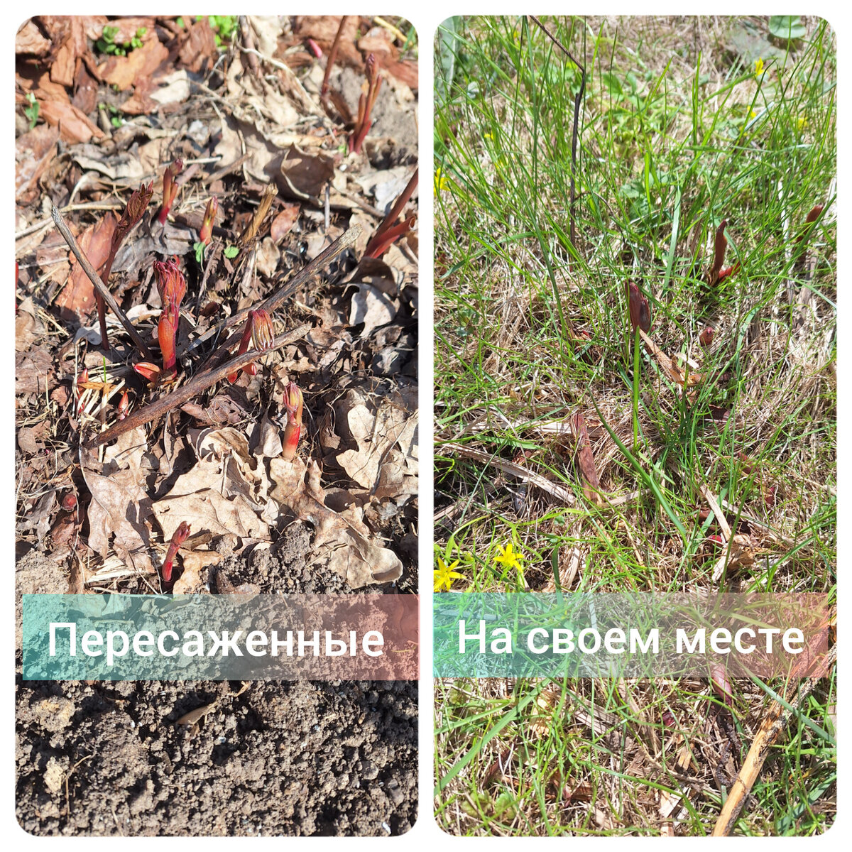 Пока не вижу разницы. 